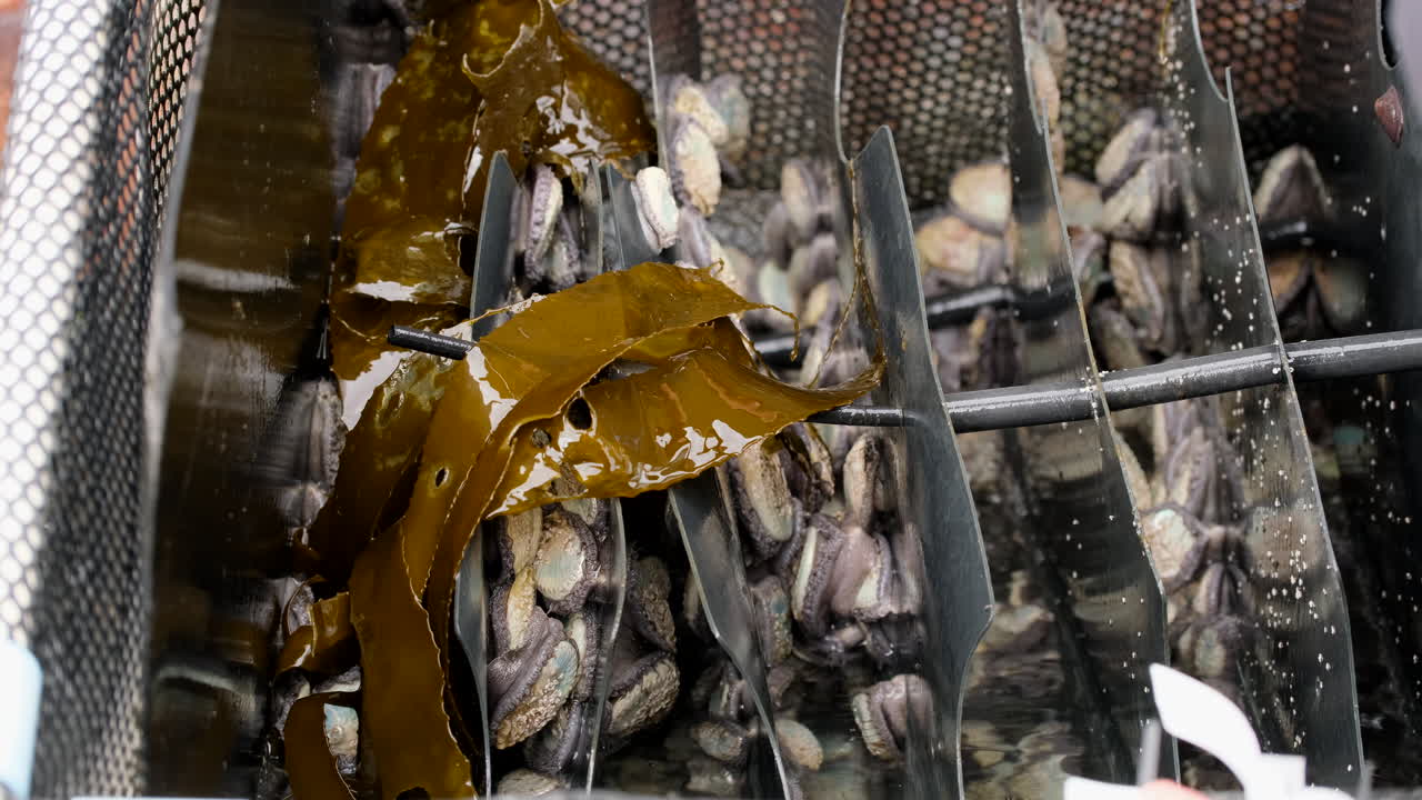 South African abalone cultivated on intensive commercial aquafarm in Hermanus