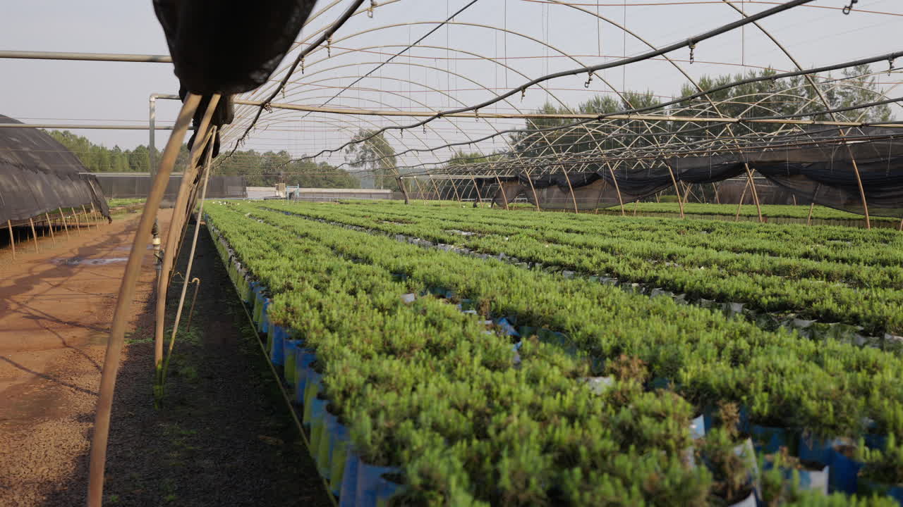 Reveal tracking right of young seedlings in a nursery plantation, growth and sustainable forestry practices