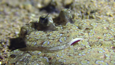 eyes, gills and moth of peacock flounder breathing while hidden in sandy bottom, close up shot