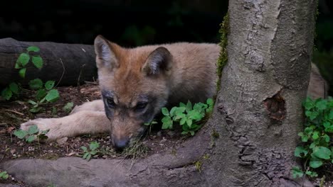 a wolf in the forest