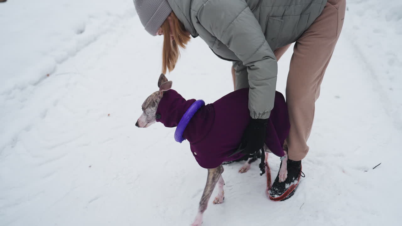 woman in winter jacket and knit hat fastening purple coat on slender greyhound dog standing on snow covered path preparing for outdoor walk on snowy day with gloved hands adjusting harness