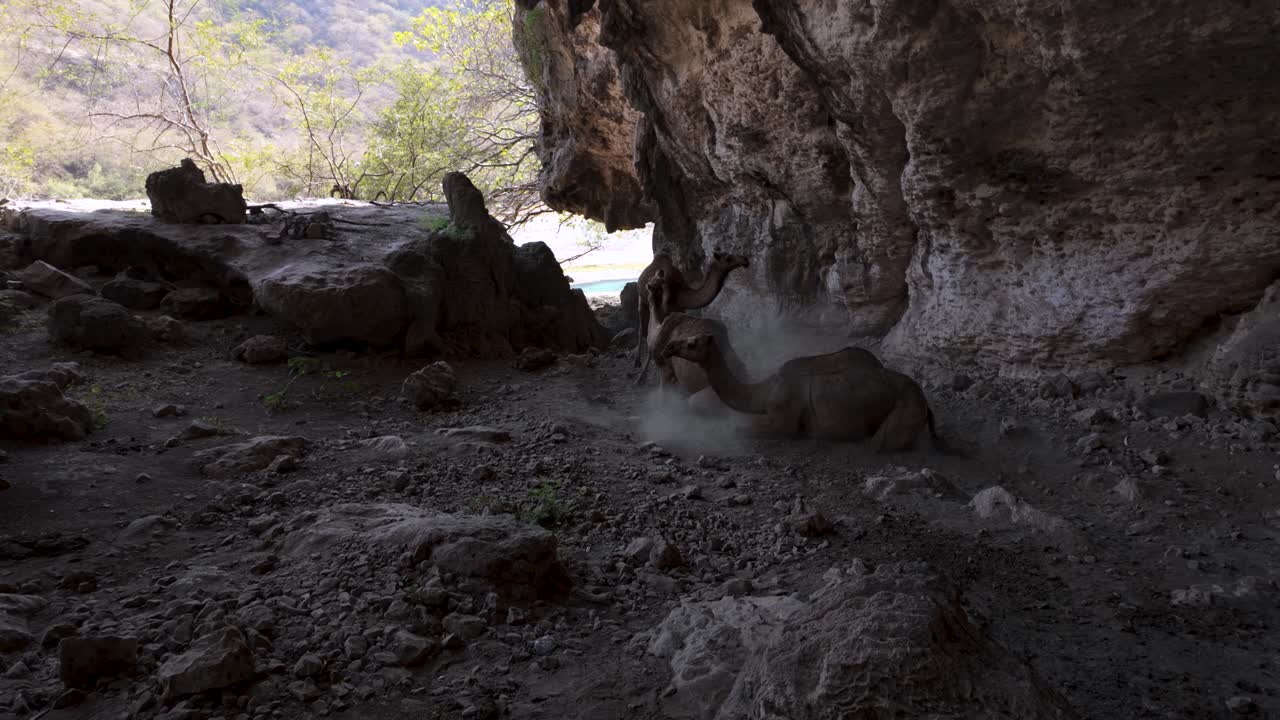 Free-range camels in Wadi Darbat, Oman find shade in a cave and do dust bathing