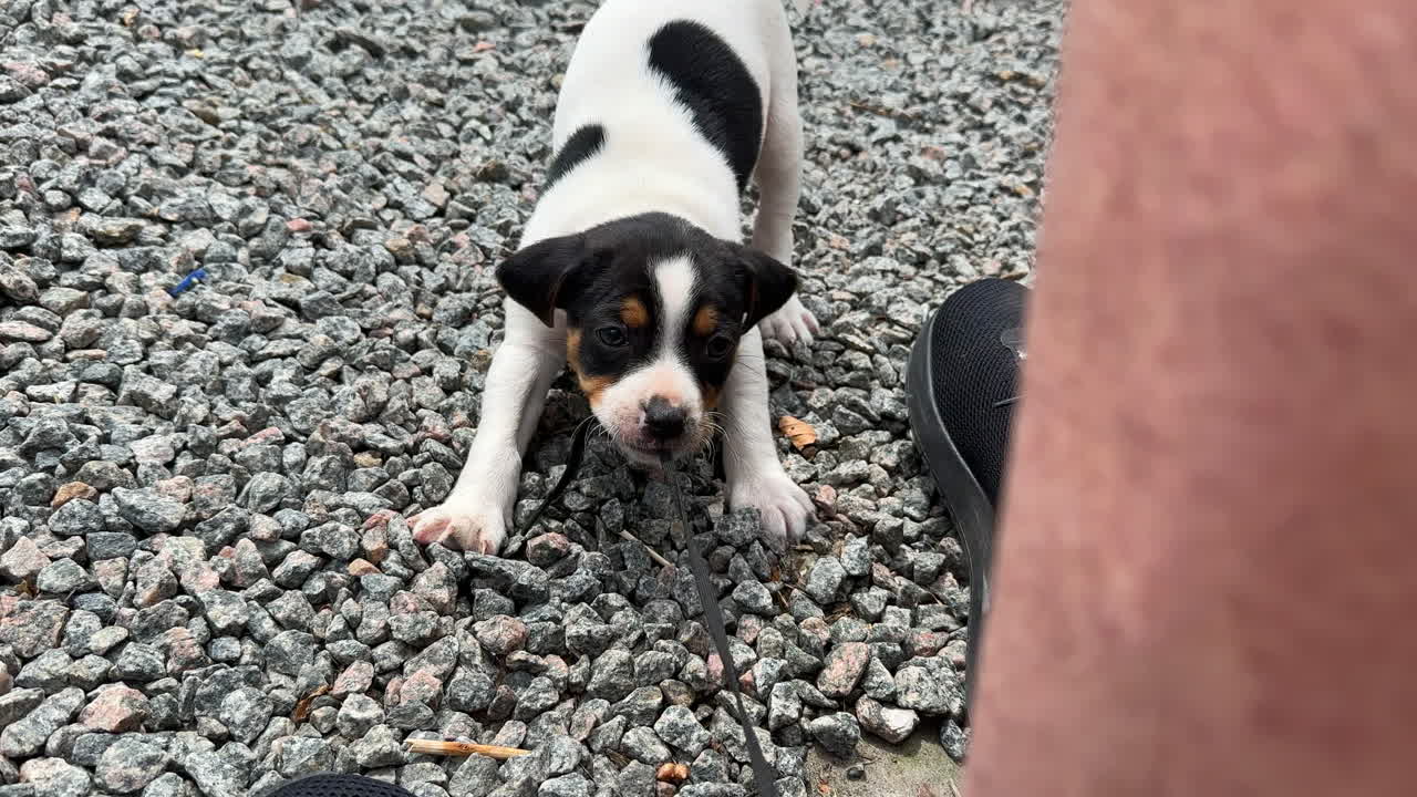 puppy dog playing with shoe lace