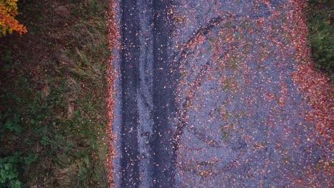 Elevándose-Desde-El-Camino-De-Grava-Sobre-árboles-De-Otoño-Locamente-Coloridos