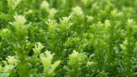 la vegetación se mueve con el viento