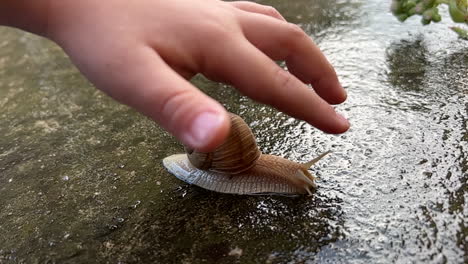 boy touches garden snail with finger