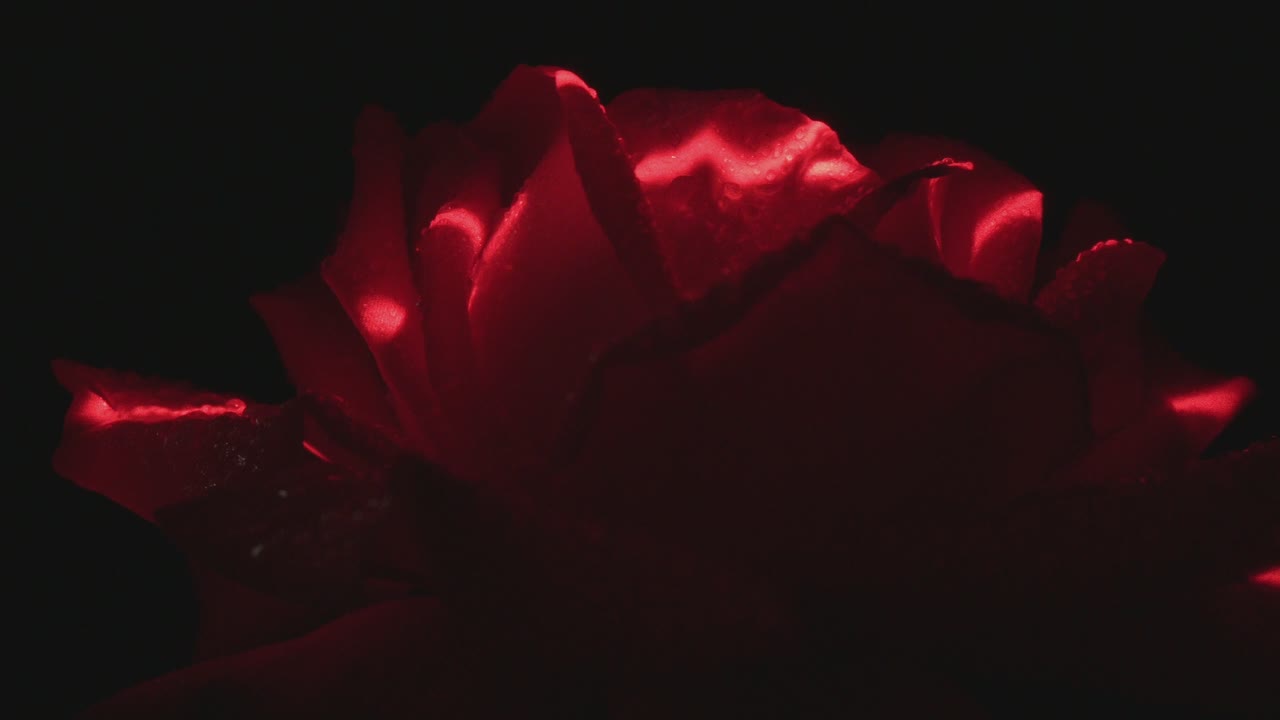 Red Light Illuminated Wet Red Rose With Water Drops Rotates In The Dark. Close-Up Loop Footage