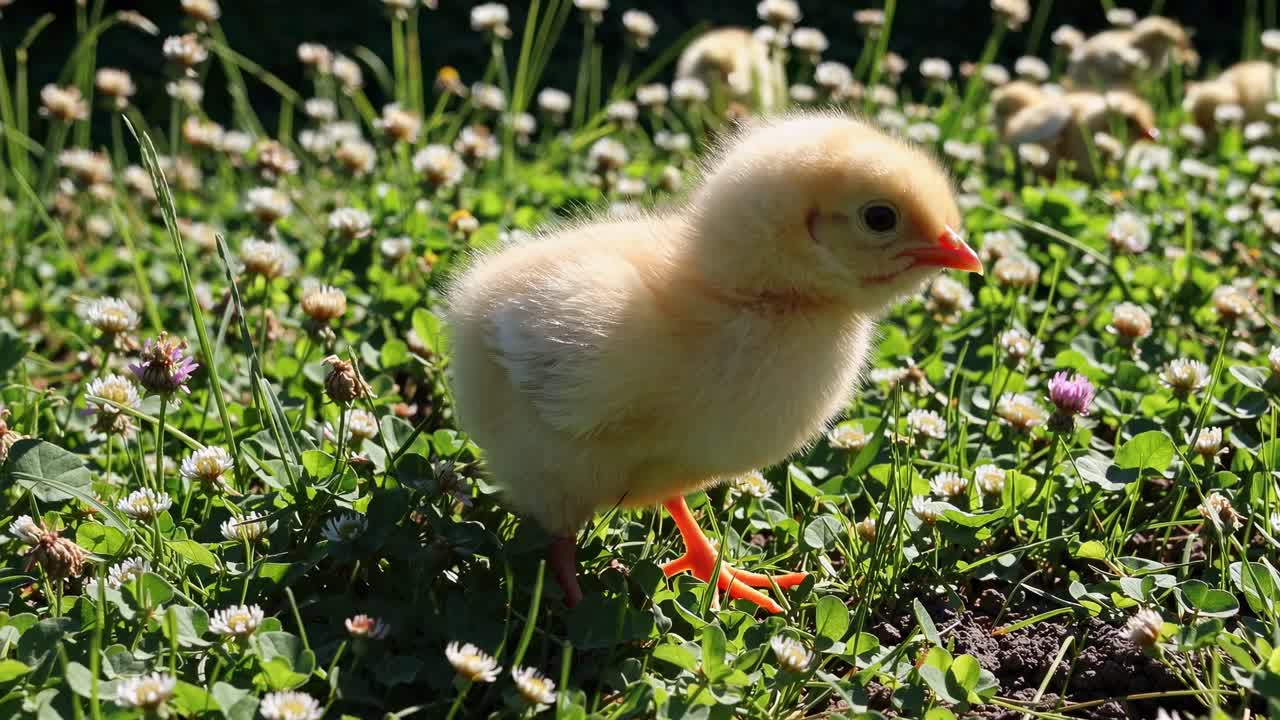 Nahaufnahme eines flauschigen Kükens im Kamerawinkel, das durch eine sonnendurchflutete Wiese mit Kleeblumen läuft