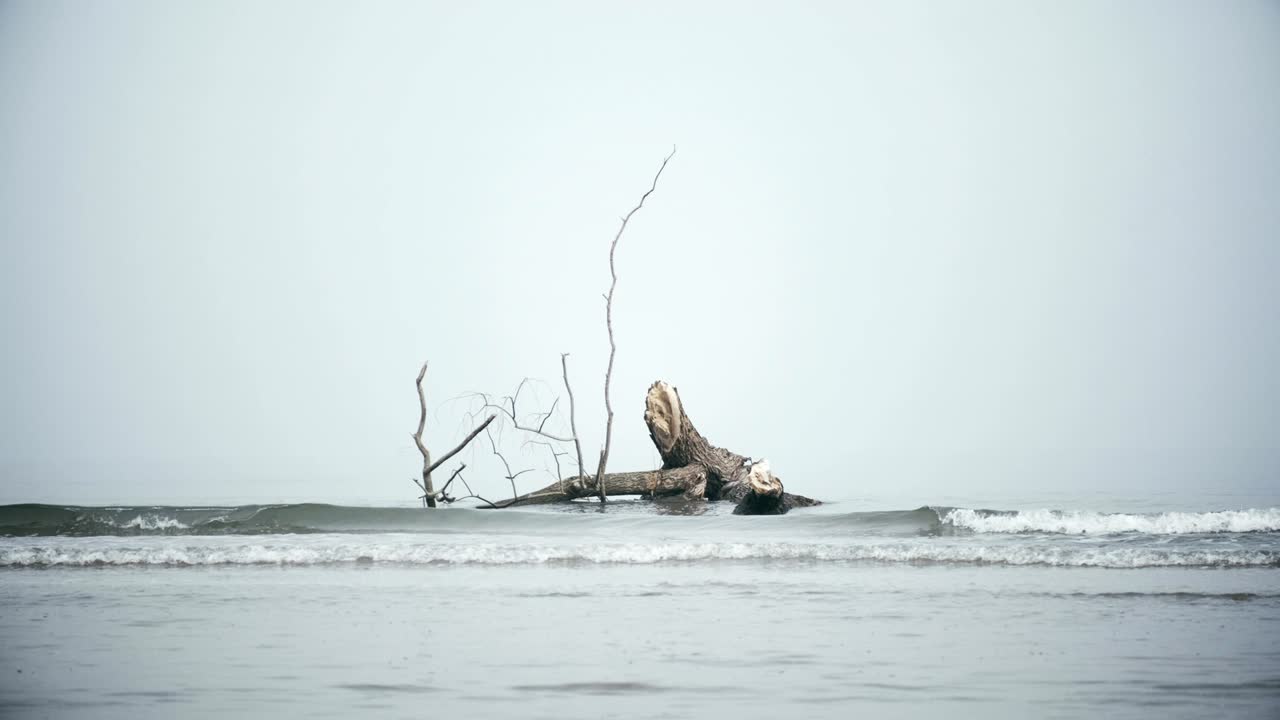 스트럼 바다 해안 안개 베이 나무 줄기 파도 4k 희미한 바다 풍경 배경