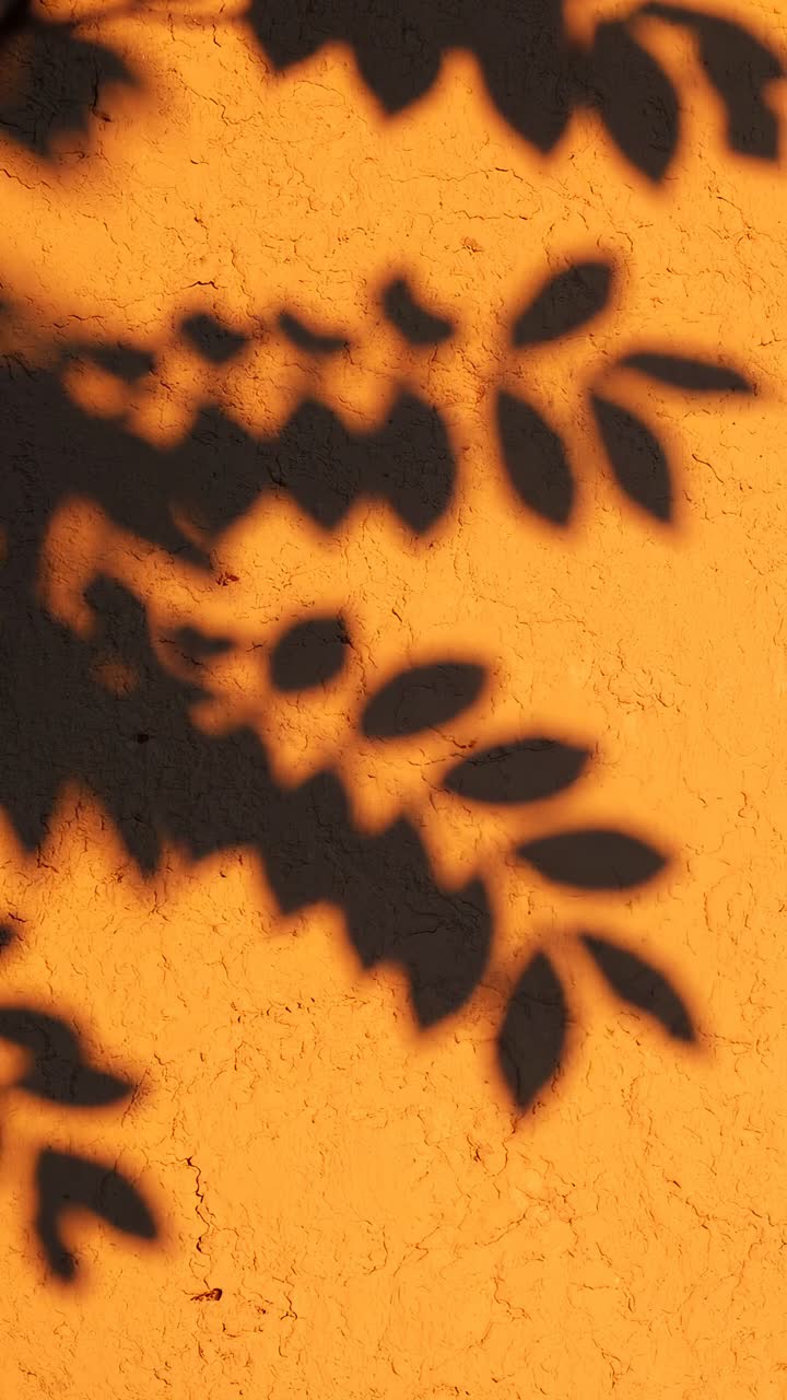 Moving Shadows of Leaves on an Orange Textured Wall