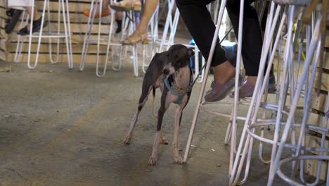 extremely tired greyhound dog falling asleep standing up