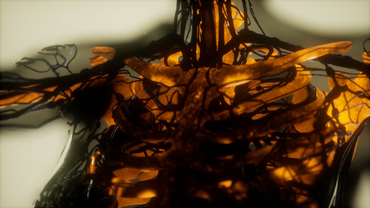 인간의 골격  ⁇  스캔 발광