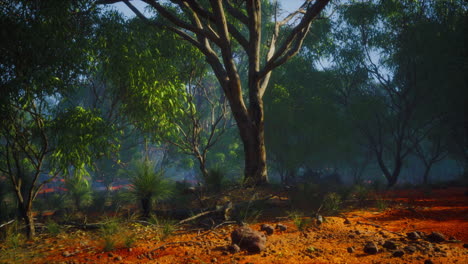 Feldweg-Durch-Angophora--Und-Eukalyptuswald