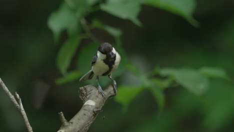 close up view of a japanese tit perching then jumped away in saitama, japan - static shot