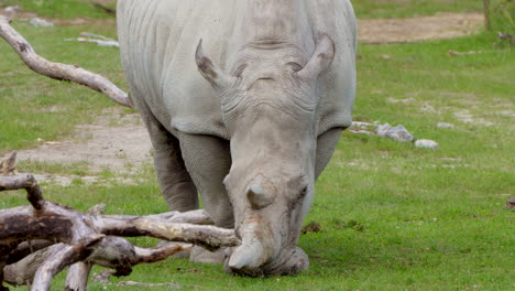 square-lipped rhinocerus feeding by fresh grass in national park,close up