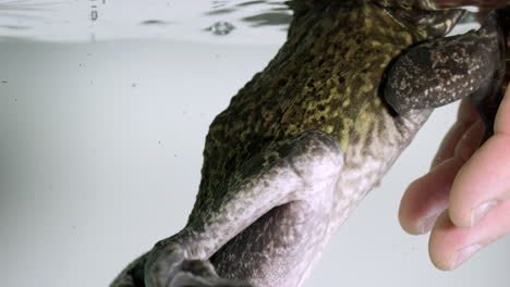 frog in aquarium swims towards mans hand - close up