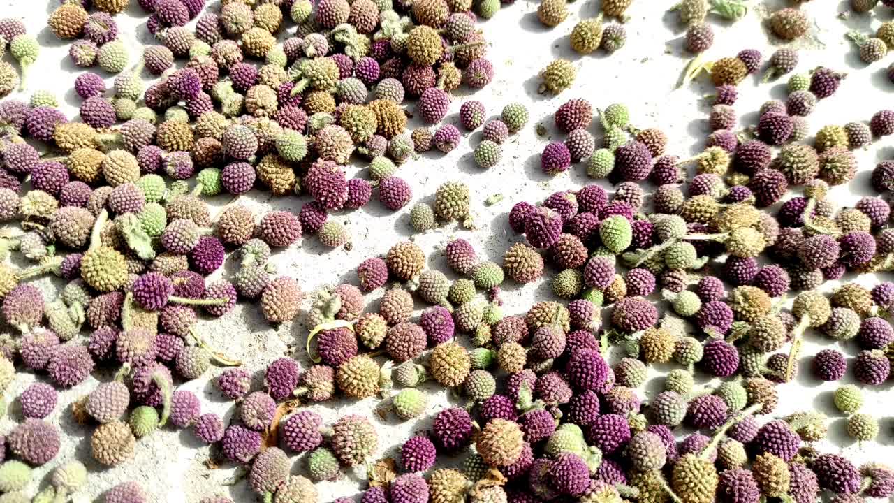 고라크무디는 다양한 종류의 건강 문제를 극복하는 데 도움이됩니다. 그것은 아유르베다 의약품입니다.