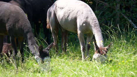 Gruppe-Verschiedenfarbiger-Alpakas,-Die-An-Sonnigen-Tagen-In-Der-Natur-Auf-Der-Wiese-Grasen