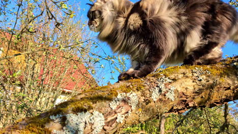 Majestic-Maine-coon-cat-walking-on-tree-branch-on-windy-sunny-day