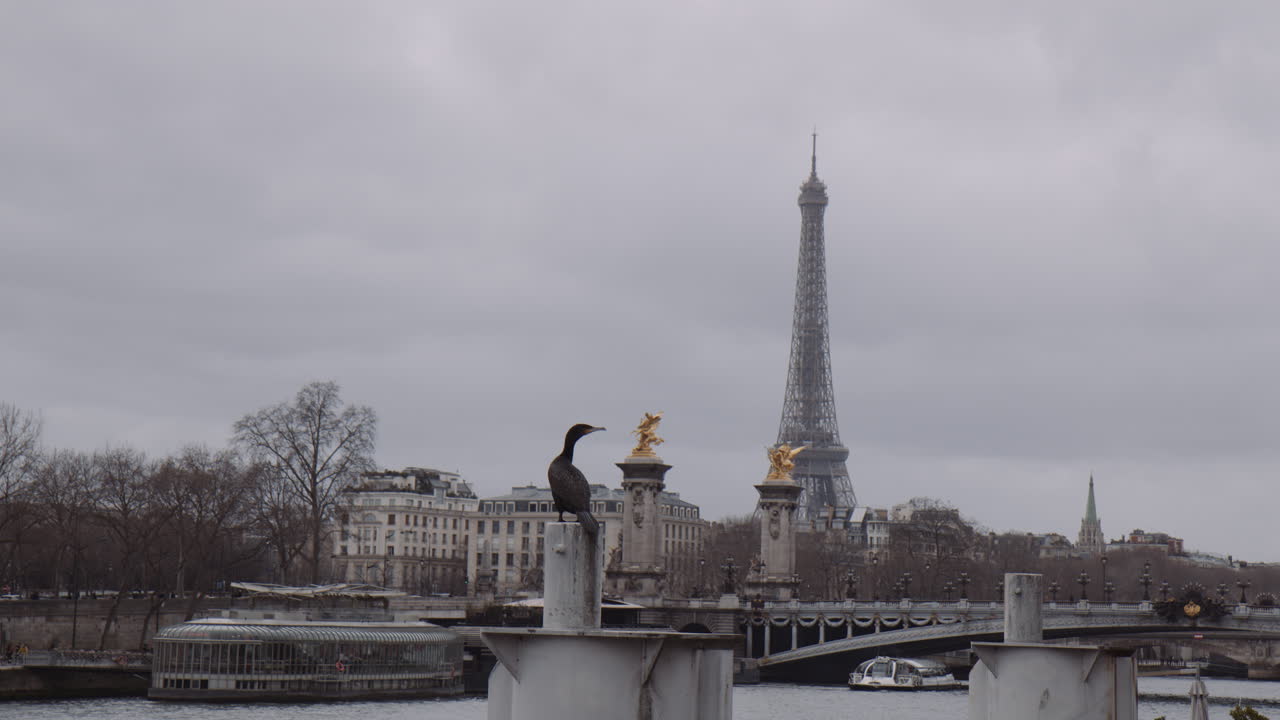 Perching Brandt's Cormorant Bird With Pont Alexandre III Bridge At Background In Paris, France