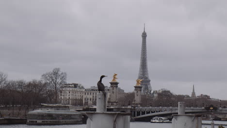 perching brandt's cormorant bird with pont alexandre iii bridge at background in paris, france