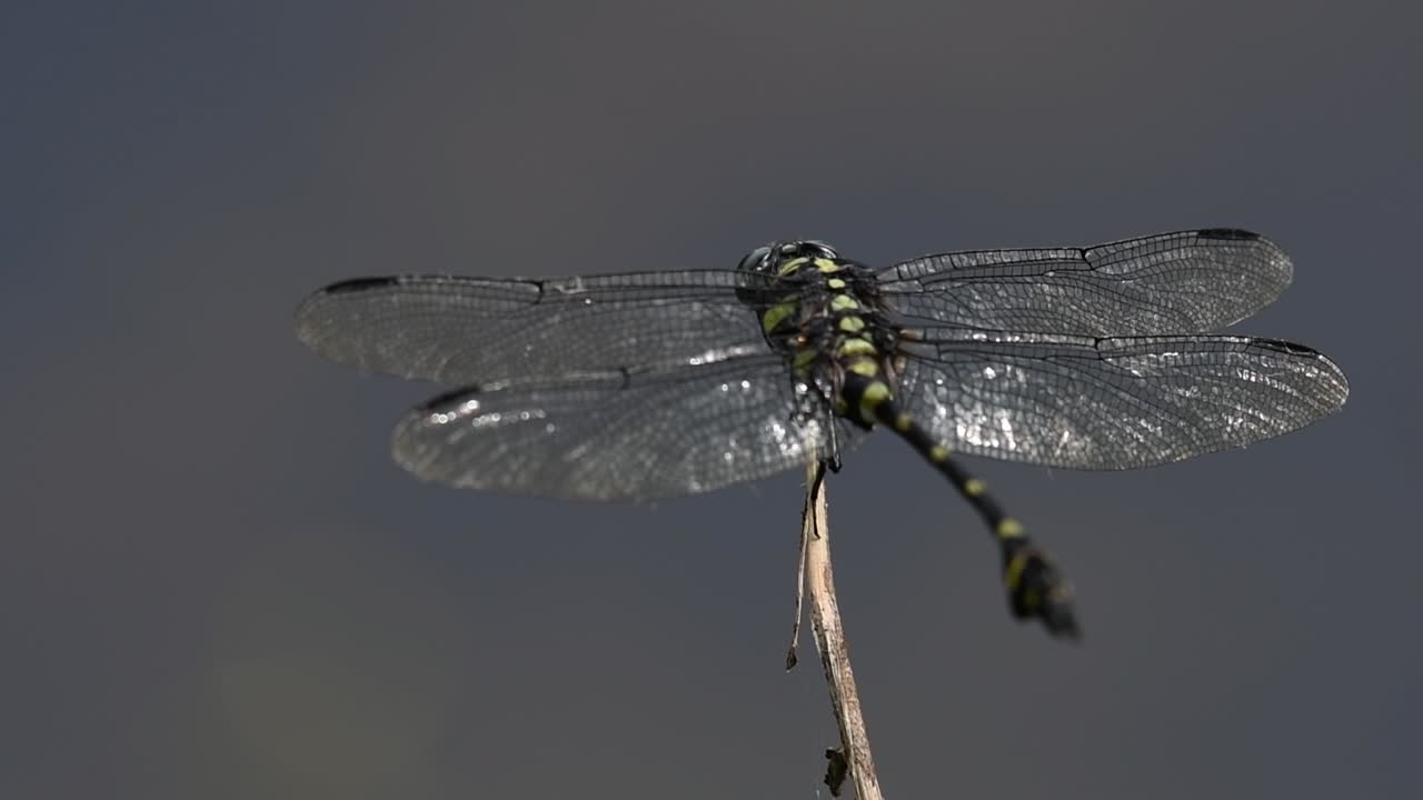 la libélula de cola de brida común se ve comúnmente en tailandia y asia