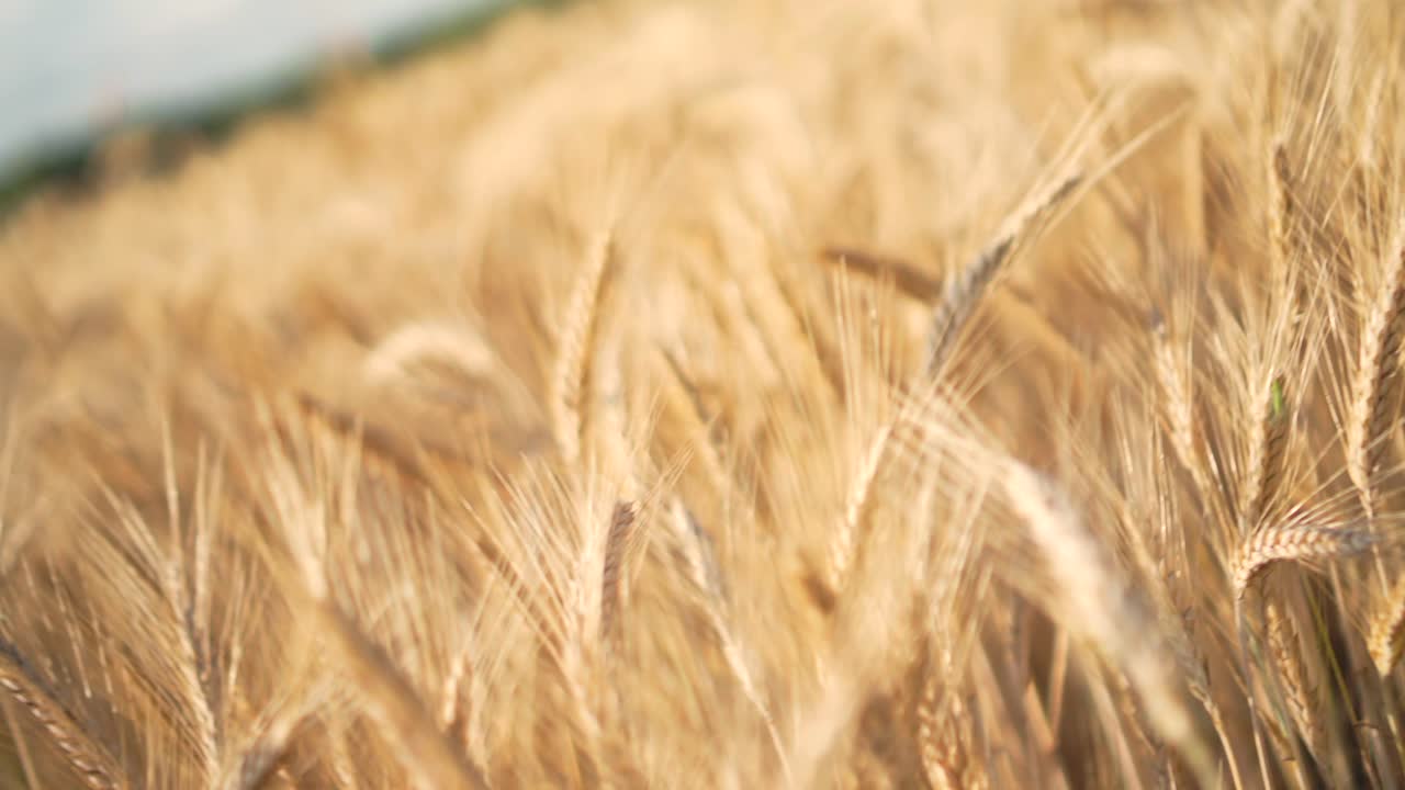 Wheat field in wind at sunset