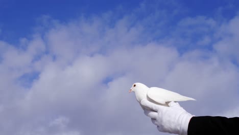 manos sosteniendo un pájaro paloma volando contra el cielo