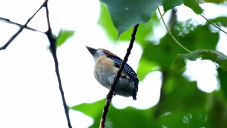 Camera-zooms-in-as-seen-from-under-with-a-backlit-scenario,-Banded-Kingfisher-Lacedo-pulchella,-Thailand