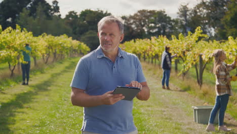 mature male owner of vineyard with digital tablet in field with workers at harvest