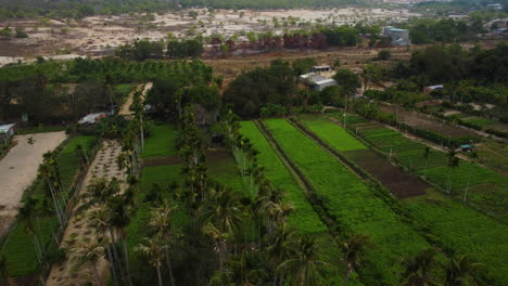 lush and green agriculture farm surrounded by desert area, aerial view