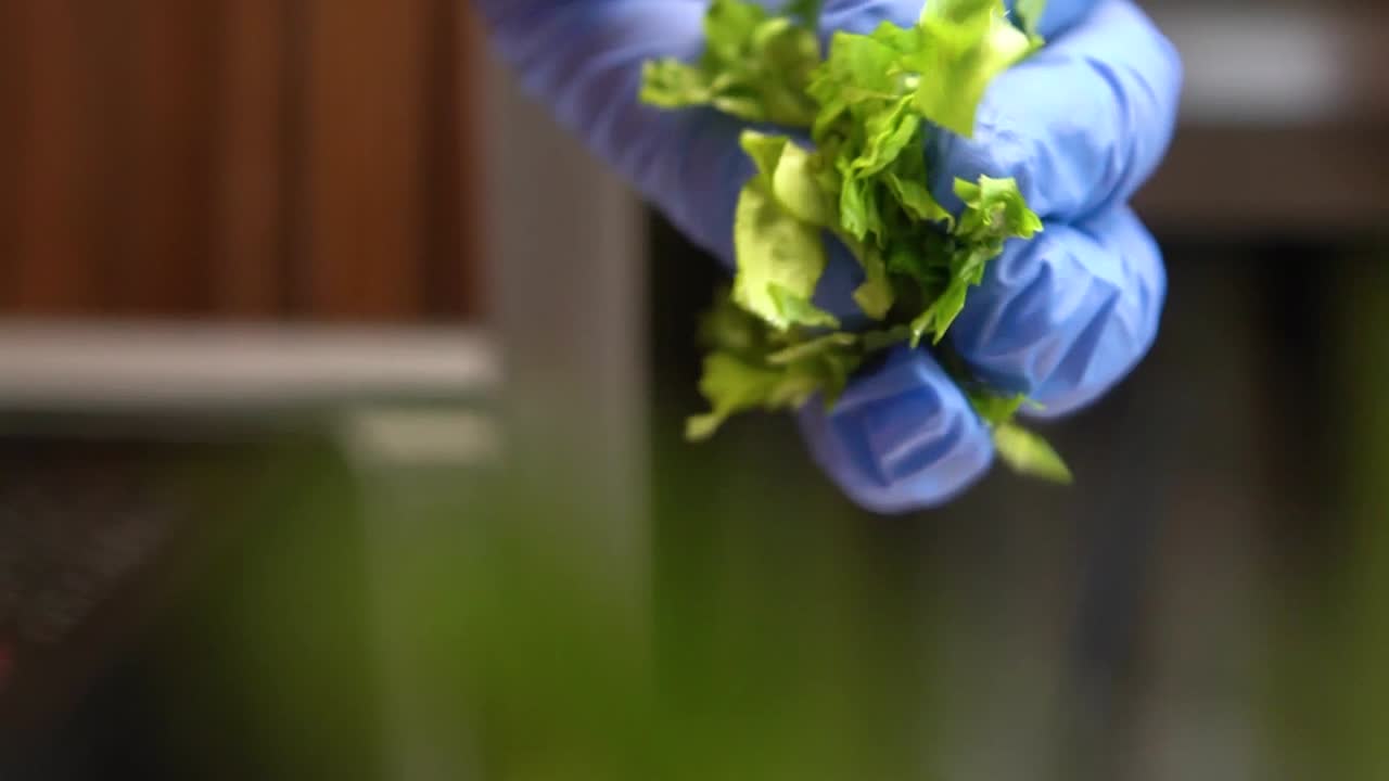 Chef hands, with a glove on the kitchen, letting fall the lettuce on top of the lens