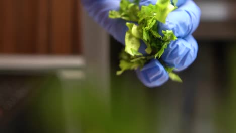 chef hands, with a glove on the kitchen, letting fall the lettuce on top of the lens
