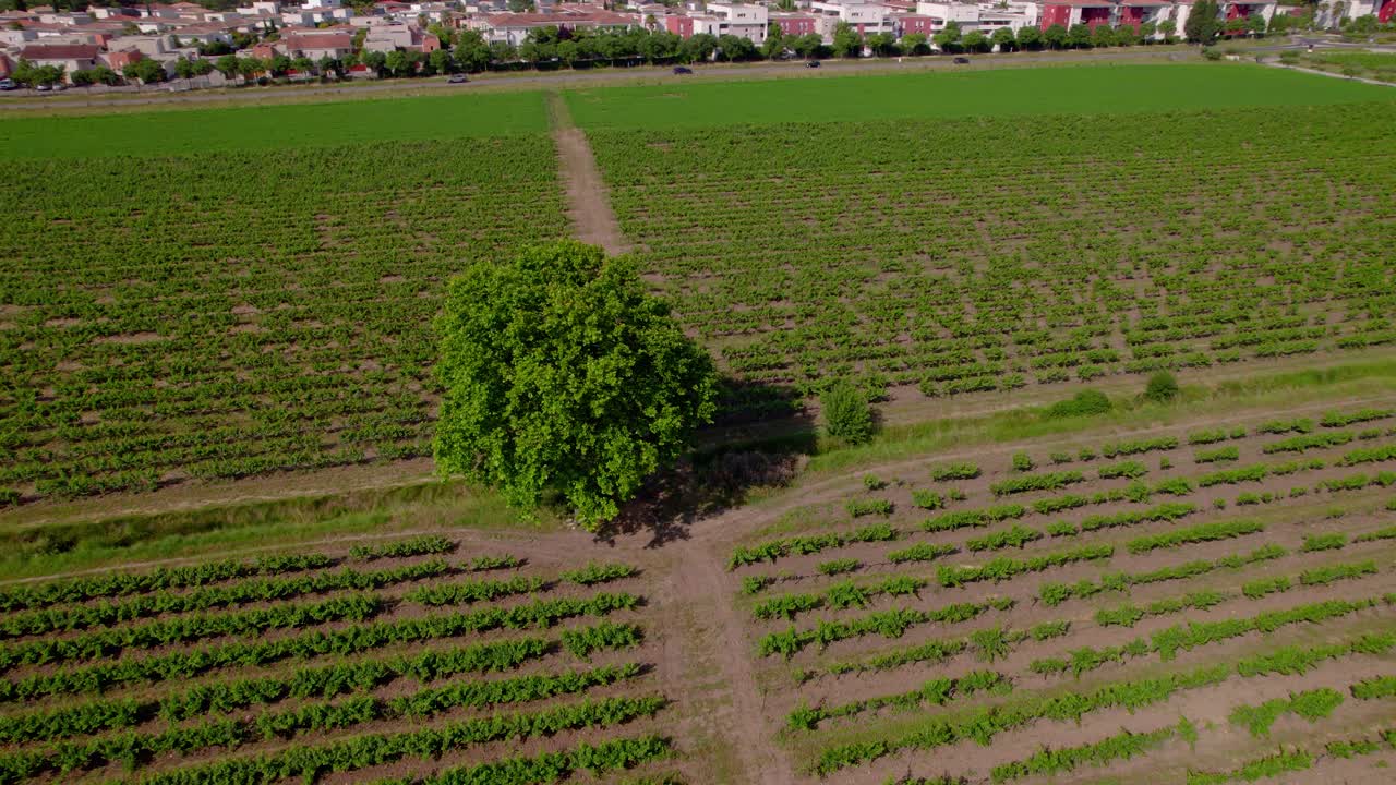 Aerial establishing shot of a tree in the middle of rows of vineyards
