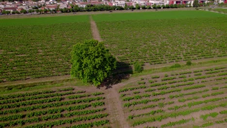 Luftaufnahme-Eines-Baumes-Inmitten-Von-Weinbergreihen