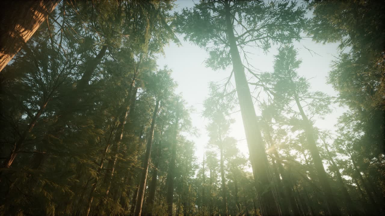 paisaje de puesta de sol brumosa del bosque de secuoya
