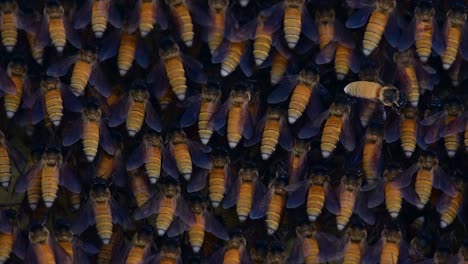 honey bees are known to build large colonies of nest with symmetrical pockets made of wax for them to store honey as their food source