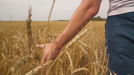 Man-in-jeans-inspects-ripening-wheat-on-large-field