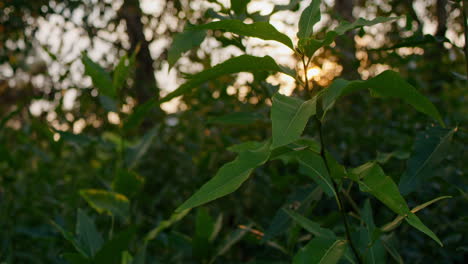 Tracking-shot-of-sunshine-peeking-through-tree-branches