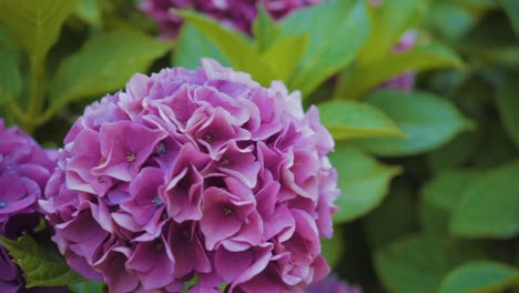 picking pink flowers