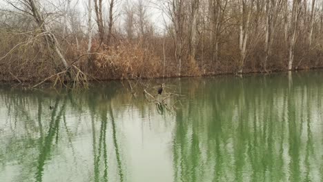 aerial – dramatic and cinematic close up spotlight shot around a heron laying on a tree in the middle of the water