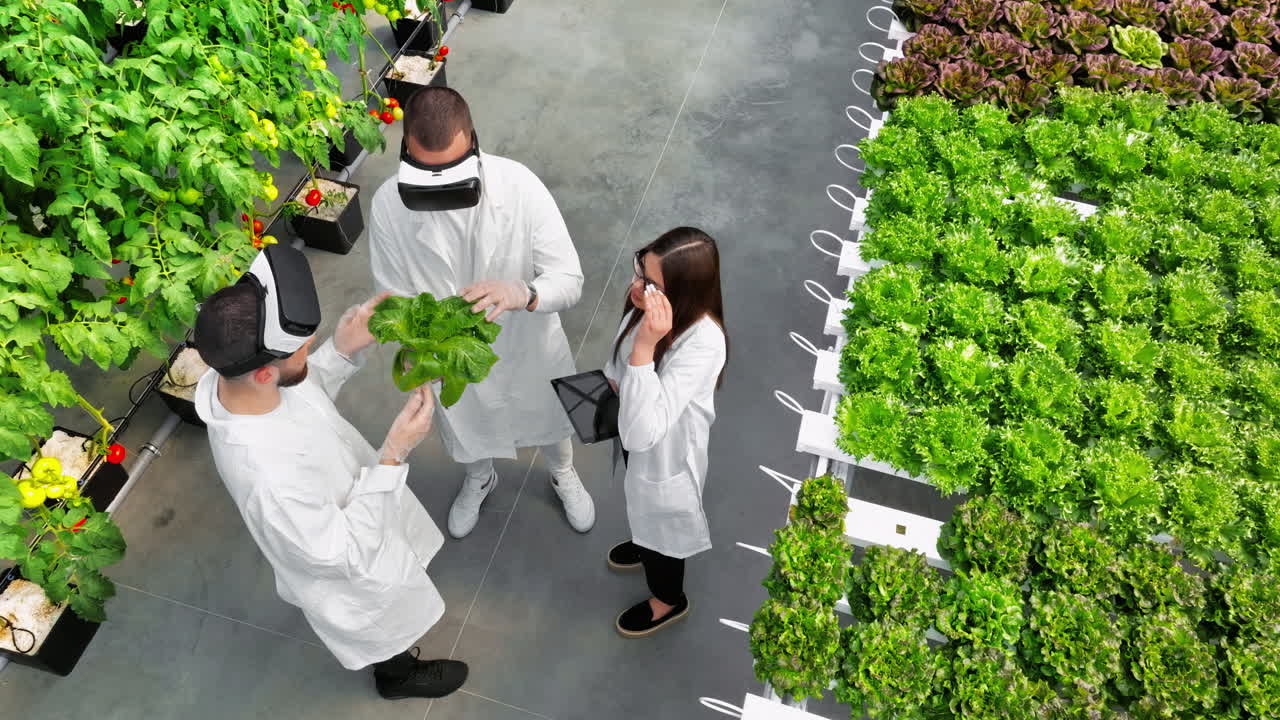 Aerial drone view of three laboratory technicians in white coats wearing Virtual Reality headsets, analysing lettuce grown with the Hydroponic method in a greenhouse