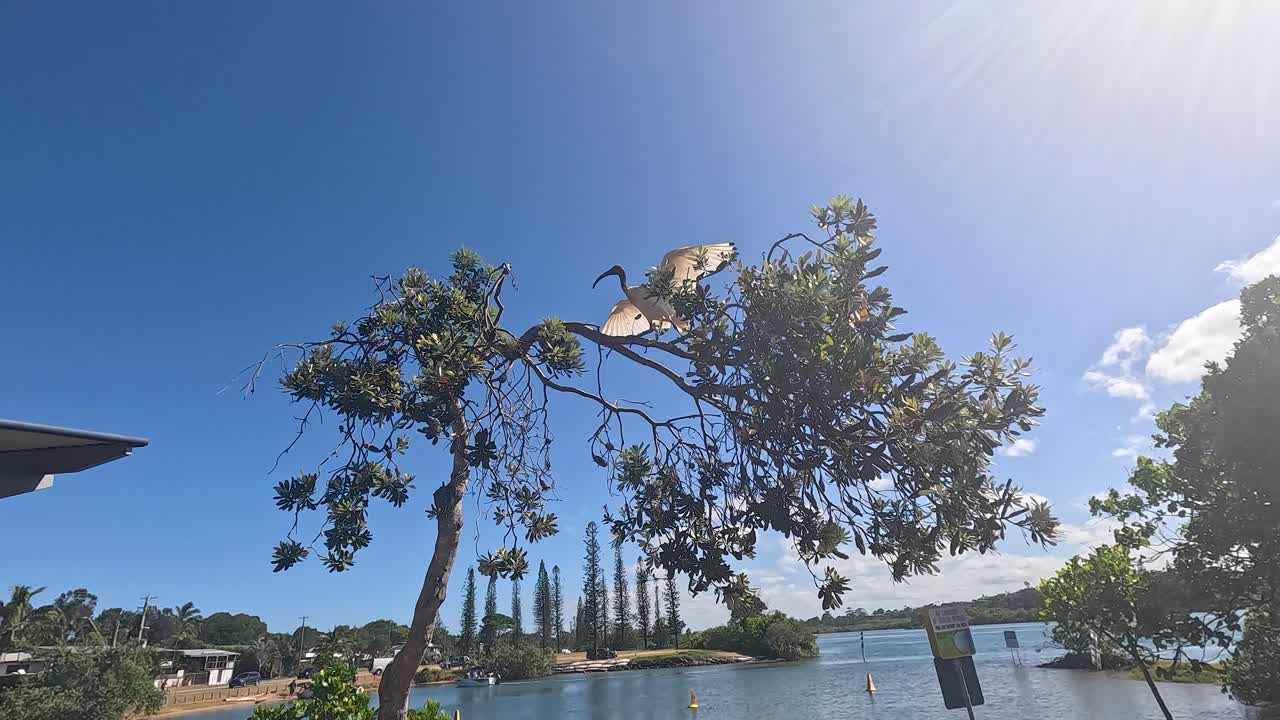 이비스는 골드 코스트의 나무에서 날아갑니다.