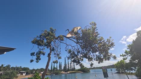 el ibis vuela desde un árbol en la costa de oro.