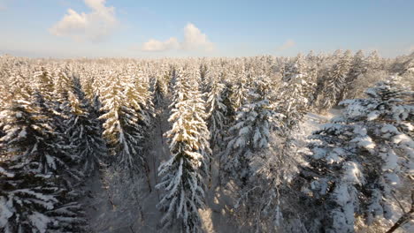 Antena-Volando-Bajo-A-Través-De-Las-Copas-De-Los-árboles-Nevados-En-Bois-Du-Jorat,-Vaud,-Suiza---Drone-Fpv