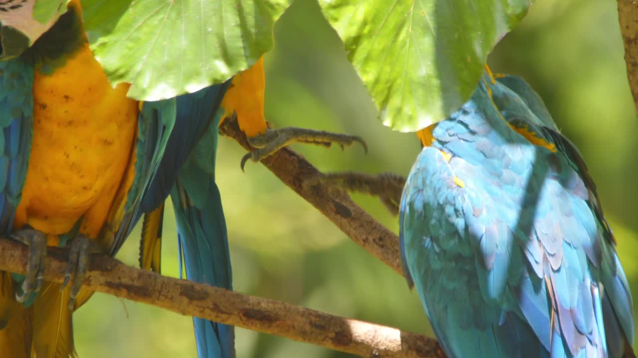 Noisy Blue and Yellow Macaws squabble over the branch using boxing talons and beaks to their advantage in the rain forest canopy