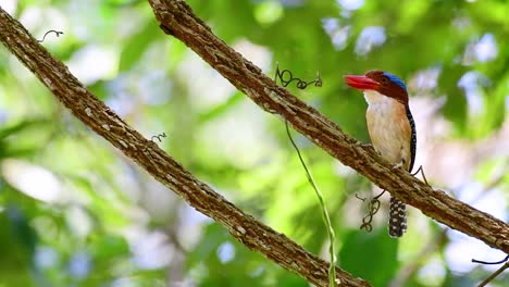 a tree kingfisher and one of the most beautiful birds found in thailand within tropical rain-forests