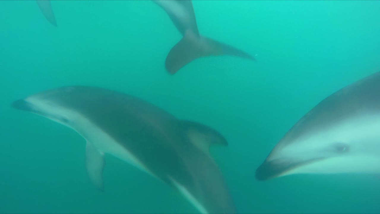 gopro를 사용하여 뉴질랜드의 어둡고 변덕스러운 푸른 바다에서 행복하게 놀고 있는 많은 어스레한 돌고래 무리와 함께 수중 수영