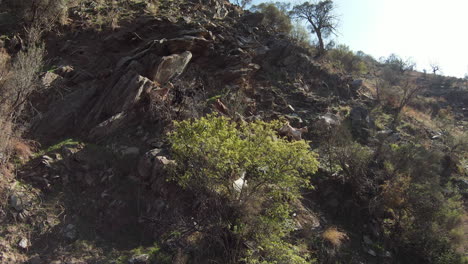 Cabras-Montesas-Corriendo-Por-Un-Acantilado-De-Montaña-Rocosa