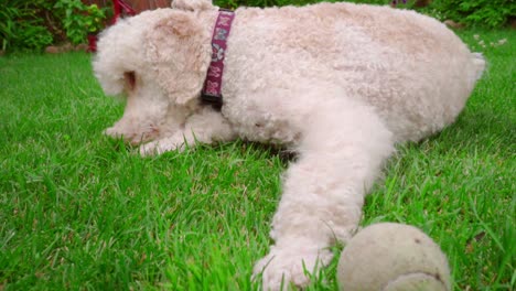 white poodle dog eating grass. closeup of white dog lying on green lawn